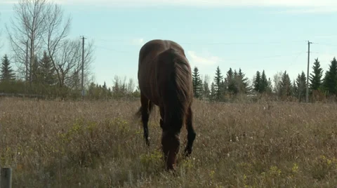 Brown Horse Grazing Stock Footage 31821338