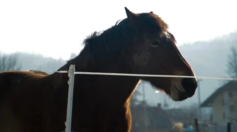 Brown horse grazing Stock Footage 45103461