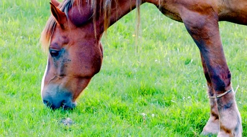 Brown horse grazing Stock Footage 50746246
