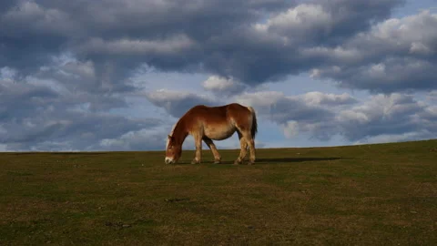 Brown horse grazing 動画素材 166703608
