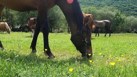 Brown horse grazing grass Vídeo Stock 242570043