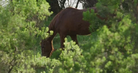 Brown Horse Grazing Grass 스톡 동영상 330144959