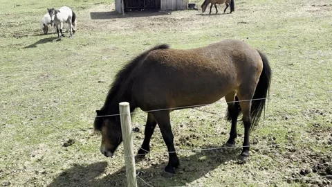 Brown horse grazing in paddock Stock-Footage 335598739