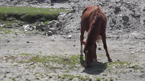 Brown horse grazing on sparse grass in dry desolate rocky landscape Video stock 330316783