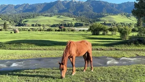 Brown Horse Grazing by a Stream in a Lush Xinjiang Grassland Meadow, China Vídeos de archivo 337443089