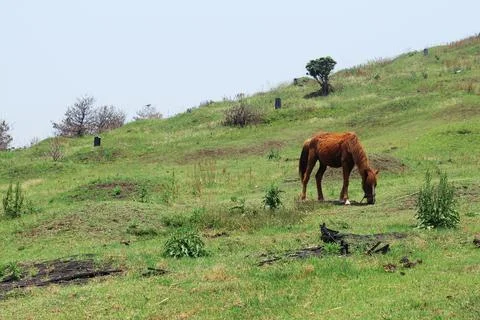 Brown horse grazing in Udo, Jeju island, Korea Stock Photos
