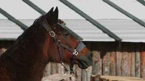 A brown horse is harnessed inside a rustic stable within a barn, a rural setting Vídeo Stock 278514243