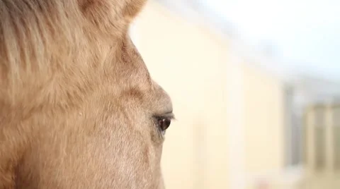 Brown horse head closeup Video stock 40667903