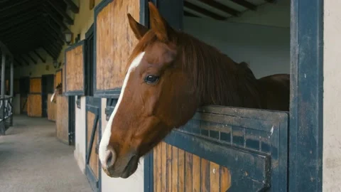 Brown horse head Stock Footage 168256917