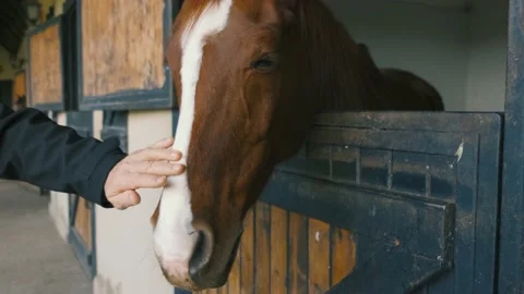 Brown horse head Stock Footage 168257229