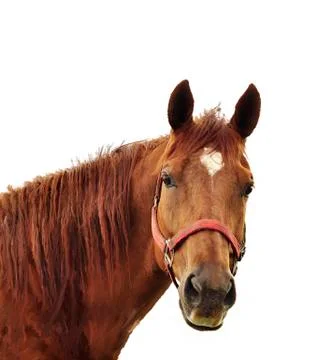 Brown Horse Stock Illustration