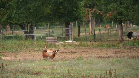Brown horse on its back scratching himself then getting up. Slow motion Stock Footage 114693813