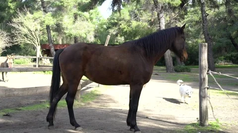 A brown horse from its side  Stock Footage 140397722
