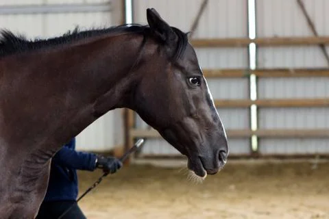 Brown horse learning to work without bridle on manege Stock Photos