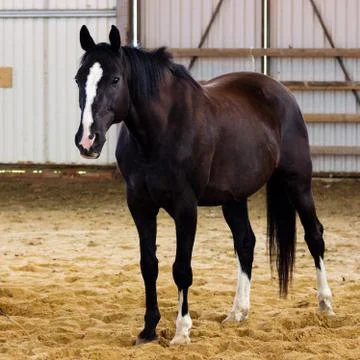 Brown horse learning to work without bridle on manege Stock Photos