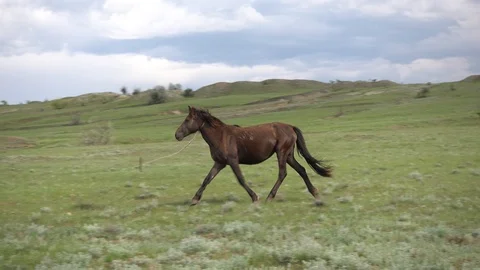 Brown horse on leash graze in the steppe. Russia. 4K stock video footage Stock Footage 124165553