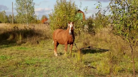 Brown horse looking at the camera Stock Footage 80968068
