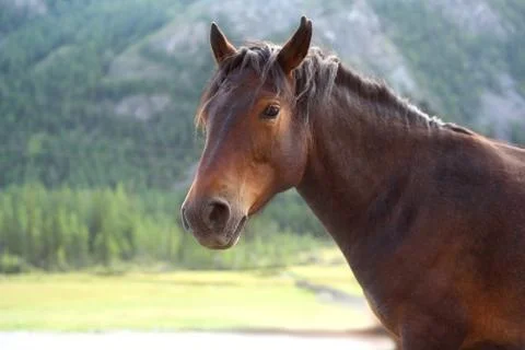 Brown horse looking at the camera Stock Photos