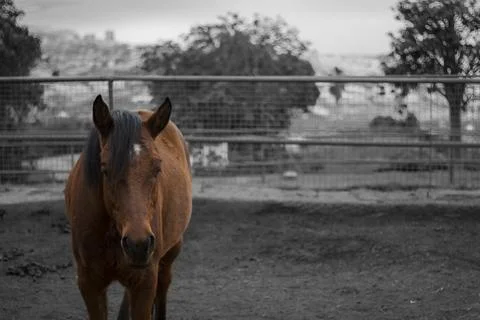 Brown horse looking at camera with selective color effect Stock Photos