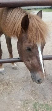 A Brown Horse Looking Down Stock Photos