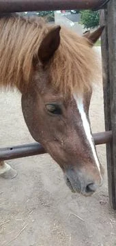 A Brown Horse Looking Down Stock Photos