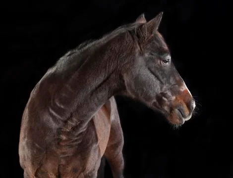 Brown horse looking to the side Fotos de archivo