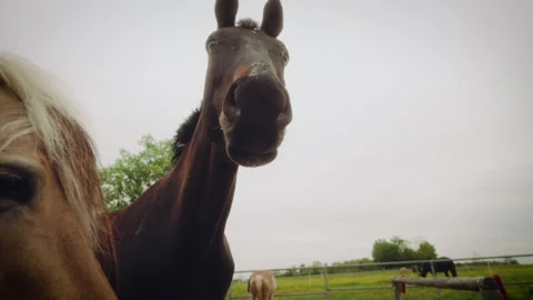 Brown horse looks down into the camera and lifts its head, slow motion Stock Footage 278417429
