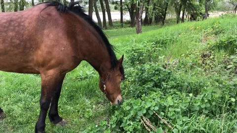 Brown horse in the meadow Video stock 112816448