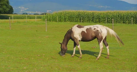 Brown horse on meadow Stock Footage 145491223