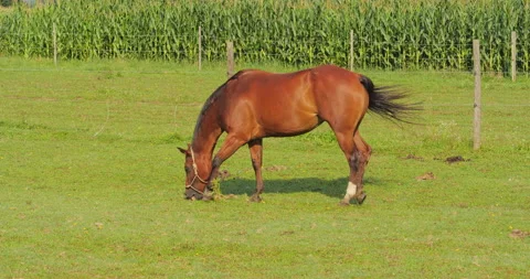Brown horse on meadow Stock Footage 145497859