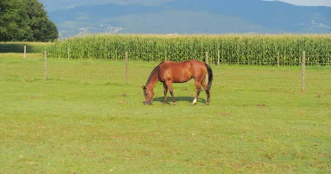 Brown horse on meadow Stock Footage 145498872