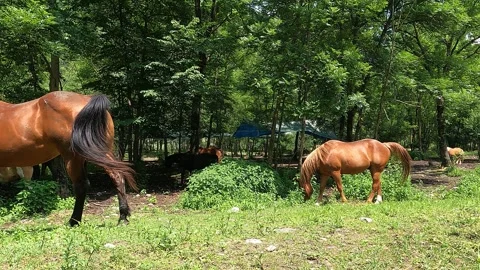 Brown horse moving  in the sun Video stock 242568578