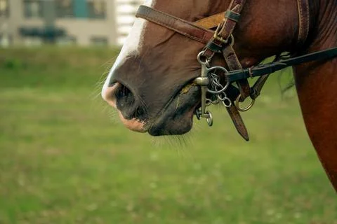 Brown Horse Muzzle Close Up With Leather Bridle And Bit Stock Photos