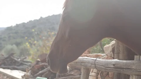 Brown horse with nice light, un-groomed Stock Footage 83465482