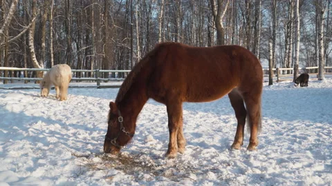 Brown horse in the paddock 库存影片 147677402