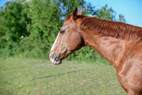 Brown Horse on Paddock Stock Photos