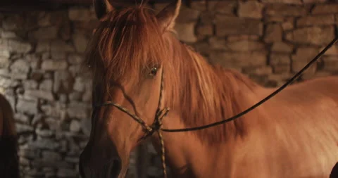 Brown horse in the paddock staring at the camera Stock Footage 141786158