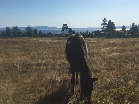 Brown horse on the pasture Stock Footage 80046711