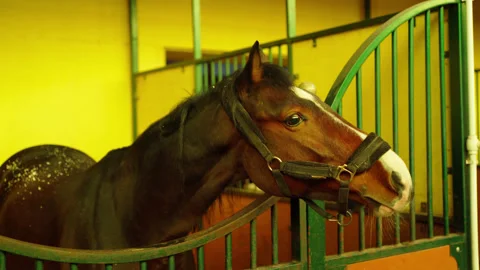 A brown horse in a pen in a stable pulls its head to an empty female palm Stock Footage 173037604