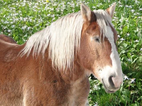 Brown horse .. Stock Photos