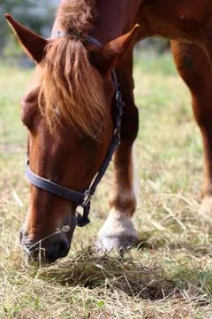 Brown horse Stock Photos