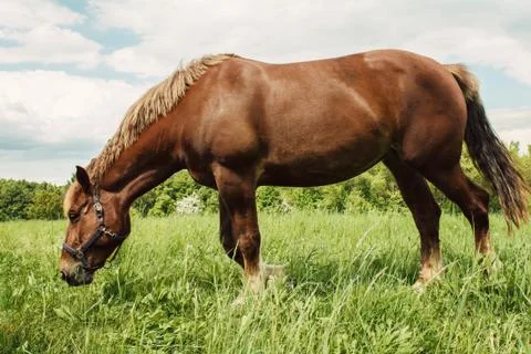 Brown horse Stock Photos