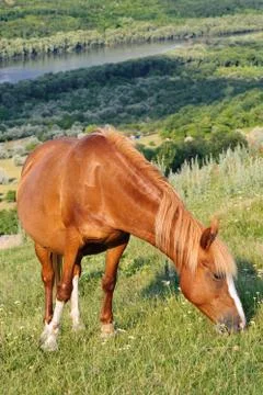 Brown horse Stock Photos