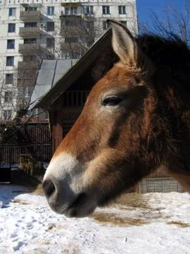 Brown horse Stock Photos