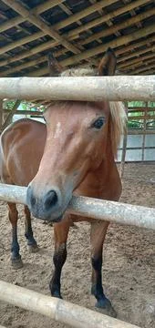 A Brown Horse Stock Photos