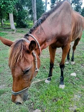 A brown horse Stock Photos
