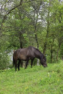 A brown horse Stock Photos