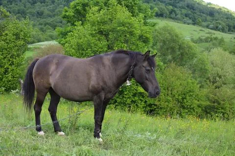 A brown horse Stock Photos