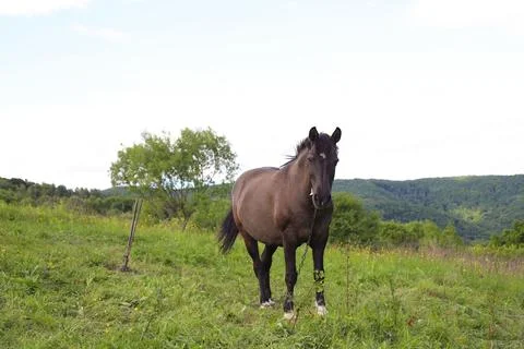 A brown horse Stock Photos