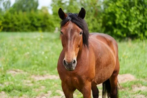 A brown horse Stock-Fotos